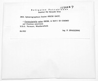 Durandia fraxini image